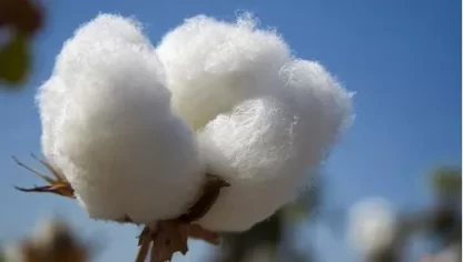 Imagen 4 de 4 de Algodón Doncella Hidrófilo Clásico x 300 grs